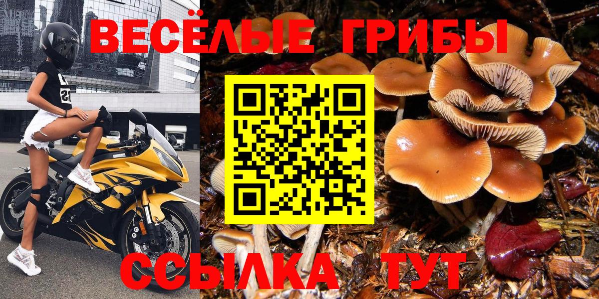 Псилоцибиновые грибы мицелий Протвино